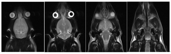小鼠头颅扫描，T2W FSE (2).jpg